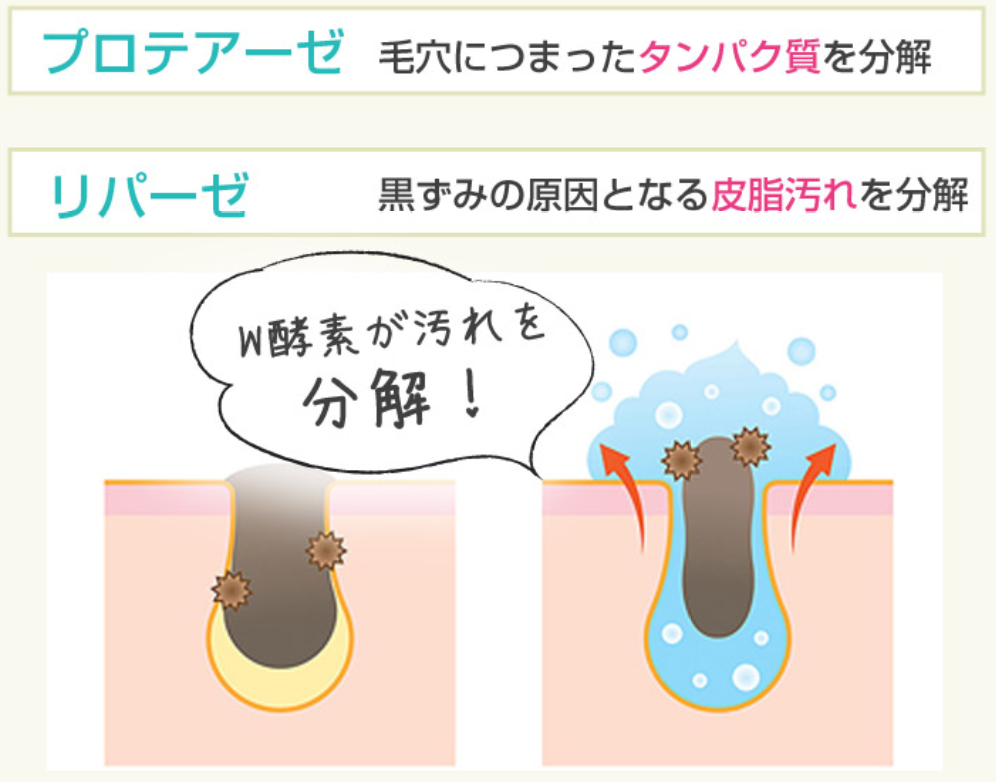 W酵素リパーゼとプロテアーゼで分解