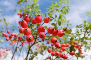 ローズヒップオイルの効果や使い方&おすすめ3選「ニキビには要注意？」