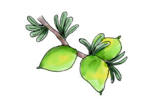 アルガンオイル