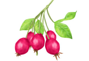 ローズヒップオイル