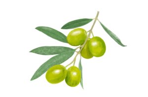 オリーブオイル