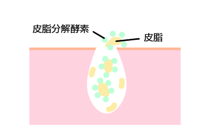 皮脂分解酵素