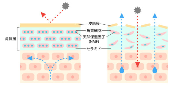 角質層にある3つ保湿因子
