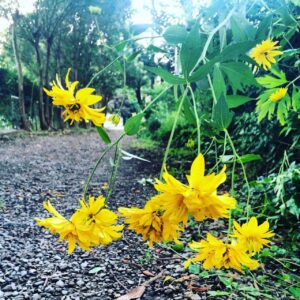 【44歳レビュー写真あり】アルニカオイルとは？筋肉痛・肩こり・むくみに効果的！ただし禁忌事項あり