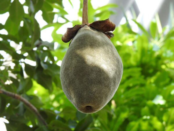 バオバブオイルの有効成分