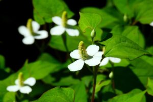 【実践レポ】ドクダミのすごい効能◎どくだみ化粧水の作り方とその効果も紹介