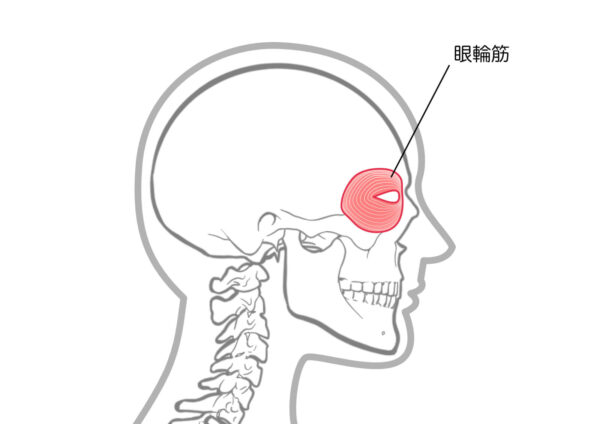 年齢とともに涙袋が下がるのは、目元の眼輪筋が衰えるため