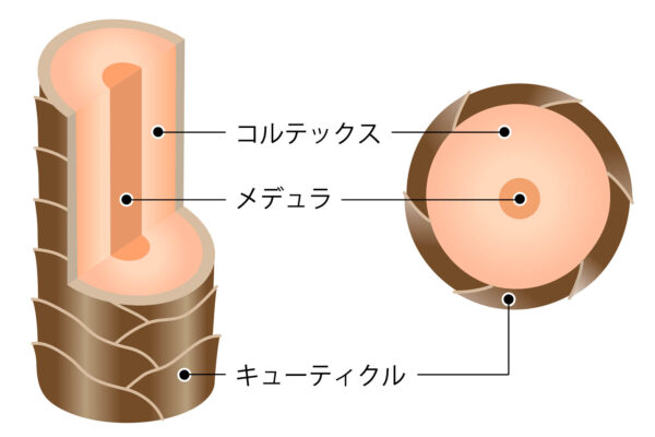 「トステア」とは？話題の新成分を分かりやすく解説