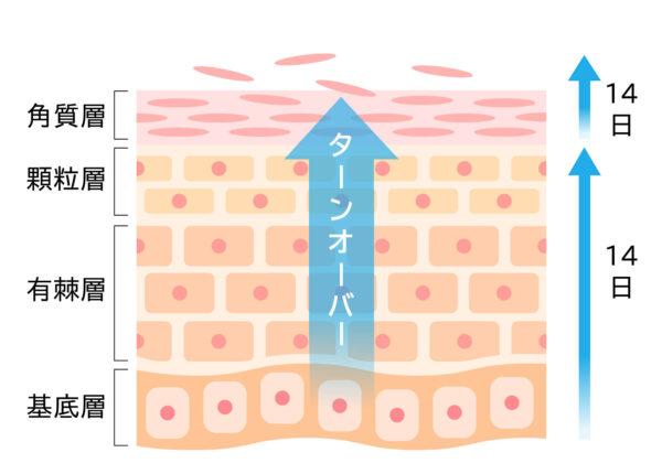 【好転反応】肌のターンオーバーが促される