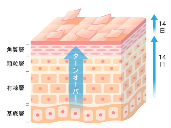肌の生まれ変わり（ターンオーバー）の乱れ
