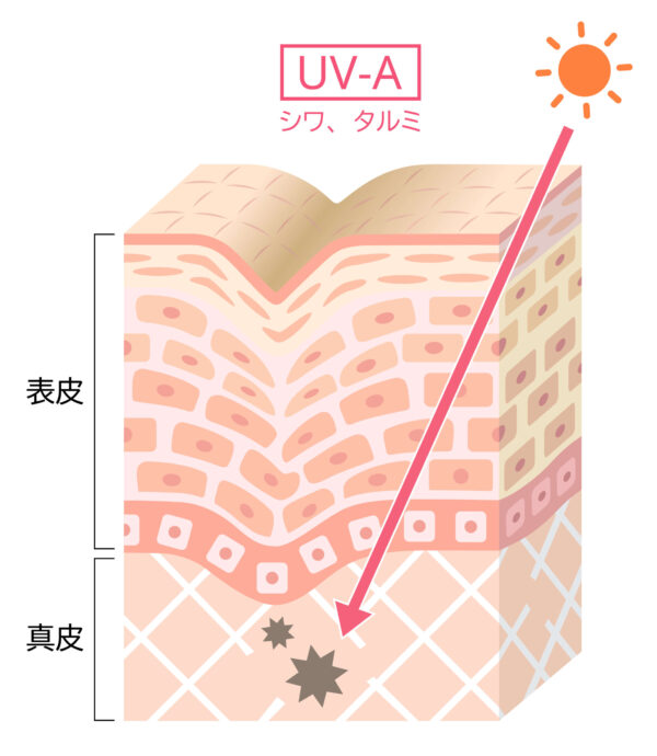 肌の奥に届く「UVA」は冬でも減らない
